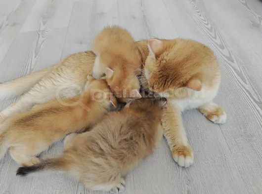 Göz Kamaştırıcı Golden Bebekler görsel