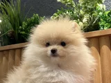 Pomerian Boo