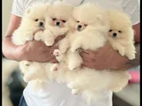 Dişi ve Erkek POMERANİAN BOO