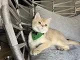 Golden Yakışıklı Pablomuz