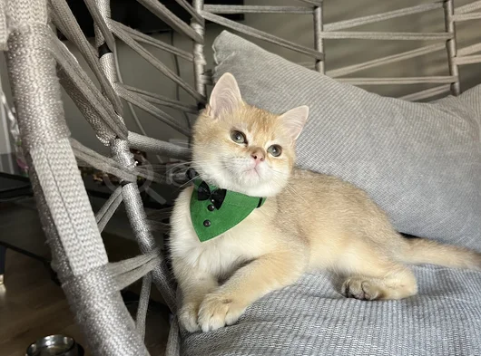 Golden Yakışıklı Pablomuz görsel