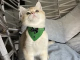 Golden Yakışıklı Pablomuz