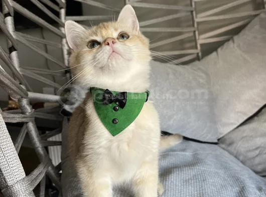 Golden Yakışıklı Pablomuz görsel