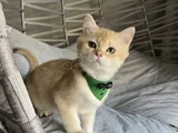 Golden Yakışıklı Pablomuz