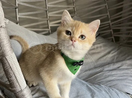 Golden Yakışıklı Pablomuz görsel