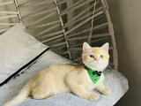 Golden Yakışıklı Pablomuz