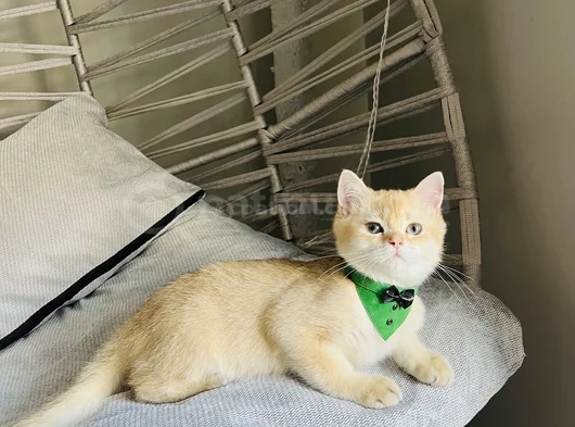 Golden Yakışıklı Pablomuz görsel