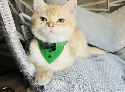 Golden Yakışıklı Pablomuz