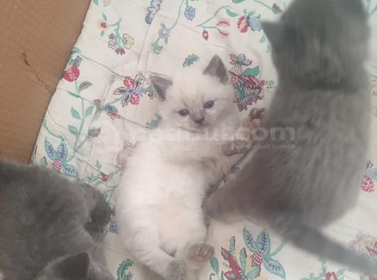 60 Günlük Scottish Fold Ve British Shorthair Yavrularımız görsel
