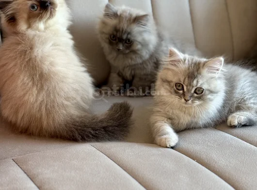 3 Aylık Chinchilla Yavru Kedi görsel