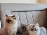 3 Aylık Chinchilla Yavru Kedi