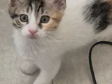 3 AYLIK 3 YAVRU KEDİ