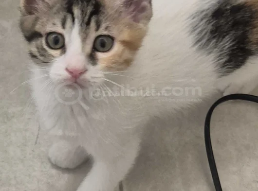 3 Aylik 3 Yavru Kedi̇