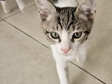 3 Aylik 3 Yavru Kedi̇