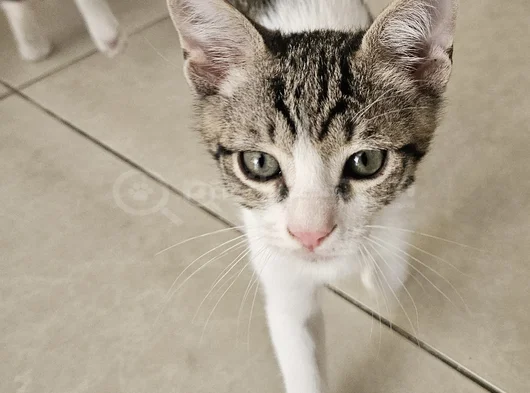 3 Aylik 3 Yavru Kedi̇ görsel