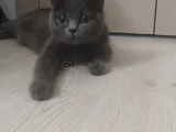 60 Günlük Scottish Fold Ve British Shorthair Yavrularımız