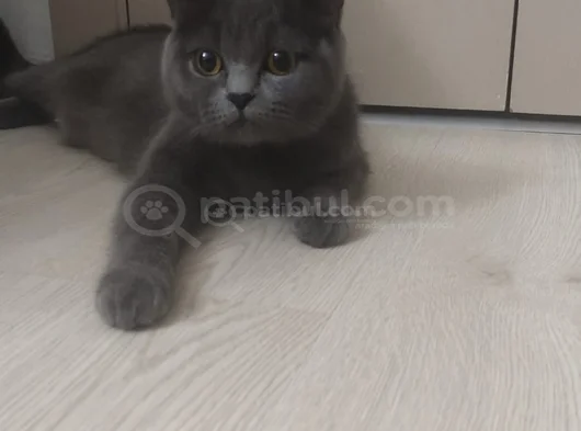 60 Günlük Scottish Fold Ve British Shorthair Yavrularımız görsel
