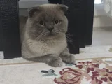 60 Günlük Scottish Fold Ve British Shorthair Yavrularımız