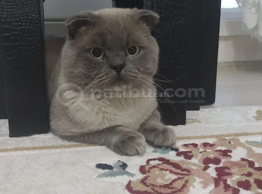 60 Günlük Scottish Fold Ve British Shorthair Yavrularımız görsel