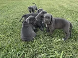 Blue Cane Corso Dev Yavrular