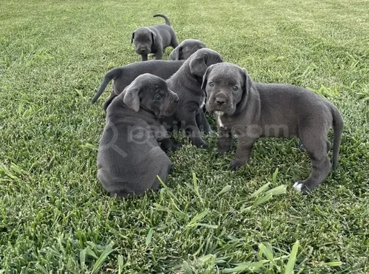 Blue Cane Corso Dev Yavrular görsel