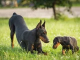 King Boy En Iyi Kalitede Safkan Doberman Yavrular