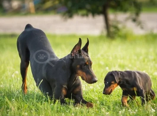 king boy en iyi kalitede safkan doberman yavrular