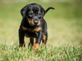 King Boy En Iyi Kalitede Safkan Doberman Yavrular