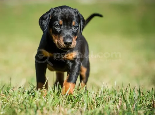 King Boy En Iyi Kalitede Safkan Doberman Yavrular görsel