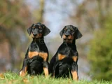 King Boy En Iyi Kalitede Safkan Doberman Yavrular