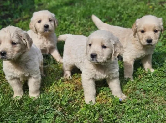 Bebek Gibi Golden Retriever Yavrular