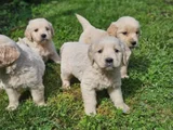 Bebek Gibi Golden Retriever Yavrular