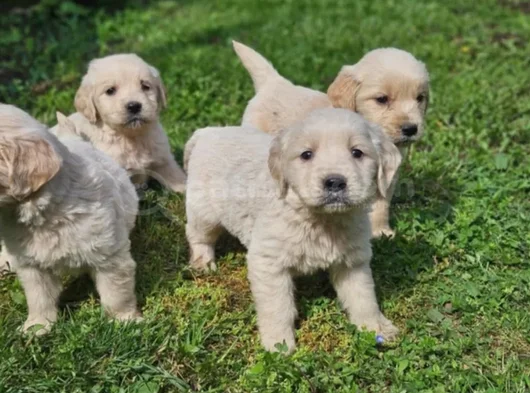 Bebek Gibi Golden Retriever Yavrular görsel