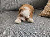 3 Aylik Malti̇poo Yeni̇ Yuvasini Ariyor - Herşeyi̇ Tam