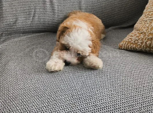 3 Aylik Malti̇poo Yeni̇ Yuvasini Ariyor - Herşeyi̇ Tam görsel