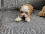 3 AYLIK MALTİPOO YENİ YUVASINI ARIYOR - HERŞEYİ TAM