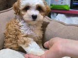 3 Aylik Malti̇poo Yeni̇ Yuvasini Ariyor - Herşeyi̇ Tam