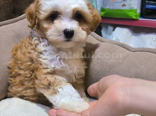 3 Aylik Malti̇poo Yeni̇ Yuvasini Ariyor - Herşeyi̇ Tam görsel