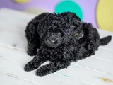 Siyah Poodle Ile Farkınızı Ortaya Koyun