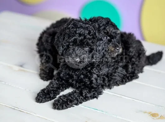 Siyah Poodle Ile Farkınızı Ortaya Koyun görsel