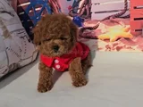Toy Poodle Mükemmel Üstü Yavrular
