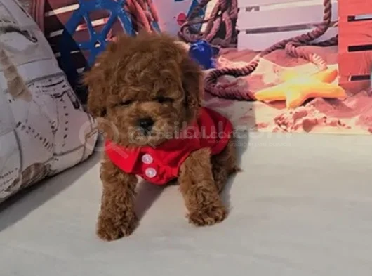 Toy Poodle Mükemmel Üstü Yavrular görsel