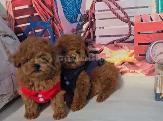Toy Poodle Mükemmel Üstü Yavrular görsel
