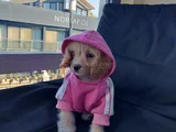 2 Aylık Dişi Sevimli Maltipoo Aci̇llll 