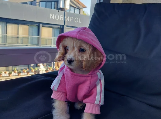 2 Aylık Dişi Sevimli Maltipoo Aci̇llll  görsel
