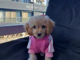 2 Aylık Dişi Sevimli Maltipoo Aci̇llll 