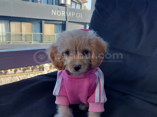 2 Aylık Dişi Sevimli Maltipoo Aci̇llll  görsel