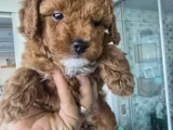 Kore mini erkek toy poodel