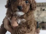 Kore Mini Erkek Toy Poodel