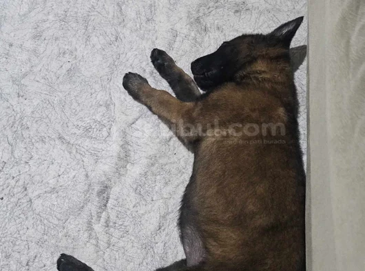 3 Aylık Dişi Tüm Eşyalarıyla Verilecektir görsel